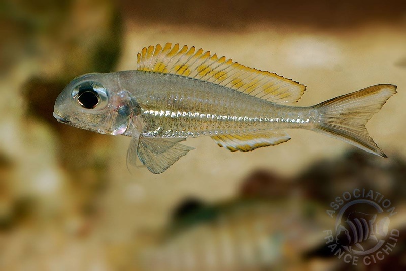 Xenotilapia ornatipinnis